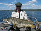 siven obrovsky - namaycush - lake trout