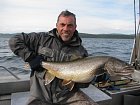 siven obrovsky - namaycush - lake trout