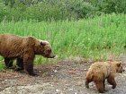 medved hnedy, grizzly - medvedice s medvidetem