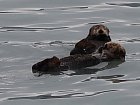 morske vydry na pobrezi Aljasky