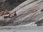 lachtani - sealion na pobrezi Aljasky