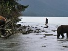 medvedi a rybari u reky Chilcoot nedaleko Haines