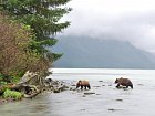 medvedi u reky vytekajici z jezera