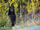 medved cerny - baribal u silnice pred Dalton