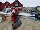 halibut 155 cm na molu v kotvisti lodi Botsfjord