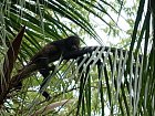 odpocivajici vrestan - howley monkey