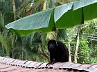 vrestan na strese pensionu - howley monkey