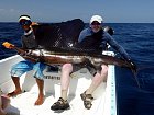plachetnik - sailfish 225 cm (mereno od spicky spodni celisti do vyrezu ocasni ploutve)