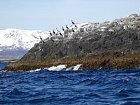 kormorani na utesech