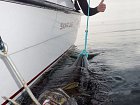 zdolany halibut u lode