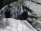 kormorani na utesu