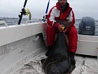 halibut 155 cm, 45,5 kg po vytazeni do lode