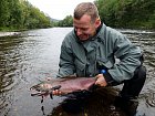 losos kisuc - coho salmon