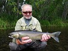 losos kisuc - coho salmon, jikrnacka