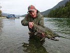 losos keta - chum salmon z reky Harrison