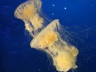 Stanley park, morske akvarium - meduza