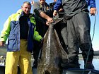 halibut 55 kg uloveny v Rotsundu