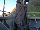 halibut z Rotsundu - skoro 40 kg