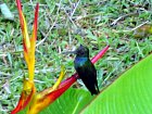 kolibrik v zahrade hotelu Golden Bahia