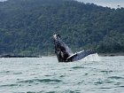 velryby na pacifickem pobrezi Kolumbie