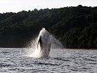 velryby na pacifickem pobrezi Kolumbie