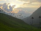 palmy v udoli Cocora