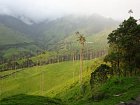 palmy v udoli Cocora