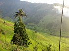 udoli Cocora