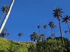 palmy v udoli Cocora