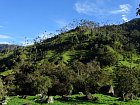 udoli Cocora