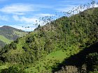 udoli Cocora