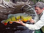 cichlida ocasooka - tucunare asu, 68 cm