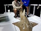 pilohrbet - shovelnose guitarshark (Rhynchobatus djiddensis)