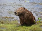 kapybara - nejvetsi zijici hlodavec planety