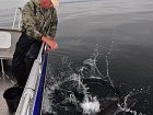 pousteni halibuta