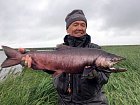 losos čavyča - king salmon