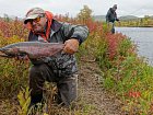 losos kisuc - coho salmon, mlicak