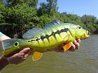 cichlida - Cichla intermedia