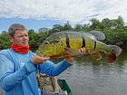 cichlida ocasooka - forma asu, 80 cm