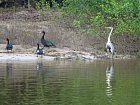 husy (pato real), pizmovka a volavka na pritoku Orinoka