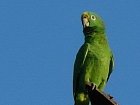 papousek - amazonan