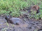 kapybary - chiquiro