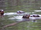 rodinka vyder obrovskych (Pteronura brasiliensis) - perro de aqua, nutria