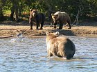 medvedi na Kurilskem jezere