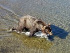 medved na Kurilskem jezere