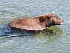 medved na Kurilskem jezere