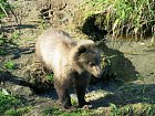 medvide u Kurilskeho jezera