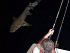 zralok rezavy - chuvicka (nurse shark) 250 cm