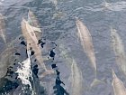 delfini zvedave doprovazejici nasi lod