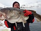 treska obecna - skrei, duben na Lofotech